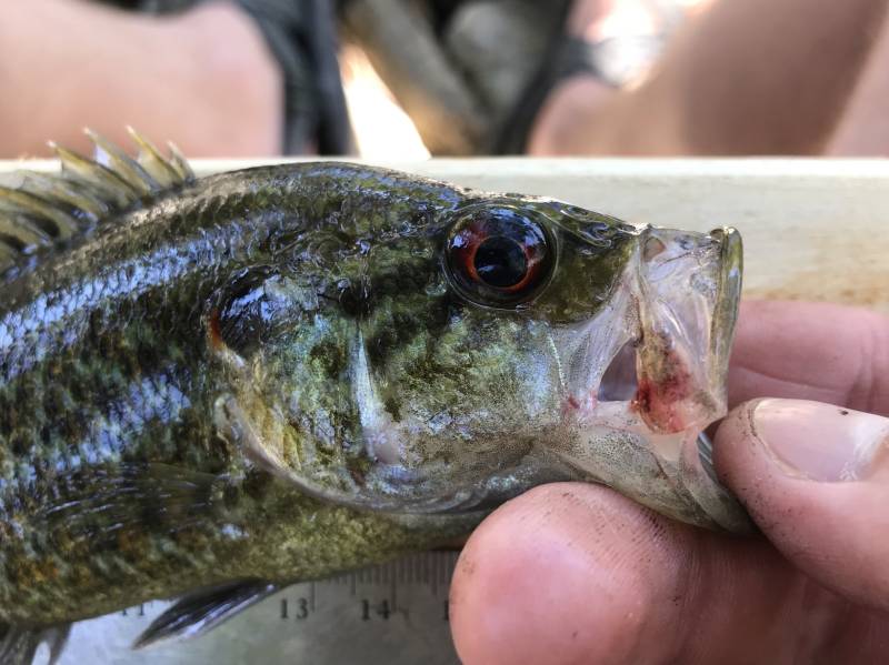 Warmouth in China Grove