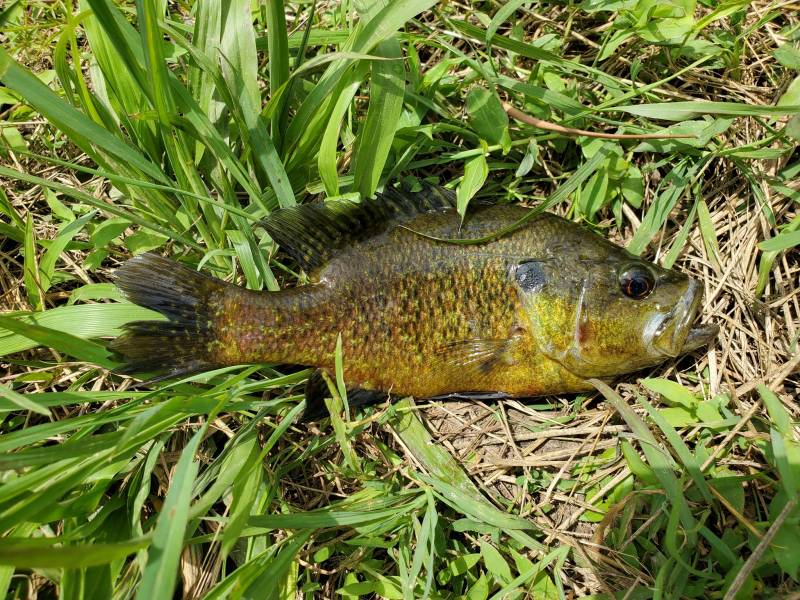 Warmouth in Tennessee