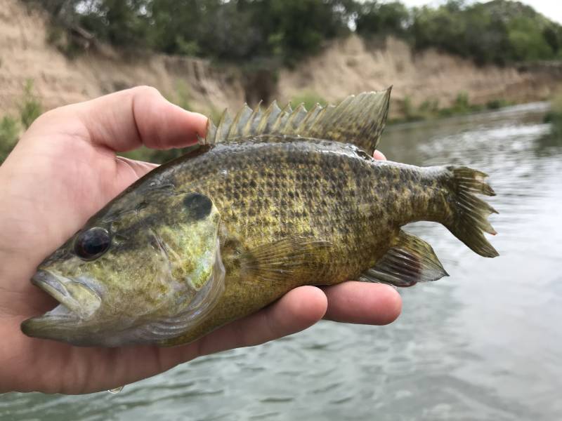 Warmouth in Rocksprings