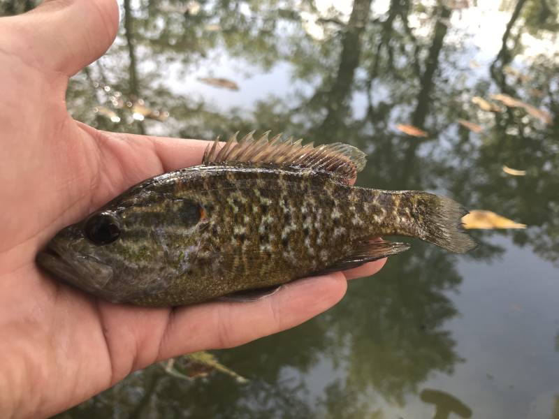 Warmouth in Fredericksburg
