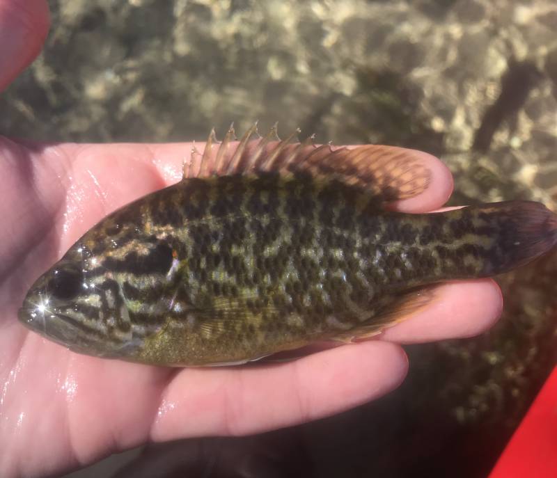 Warmouth in Fredericksburg