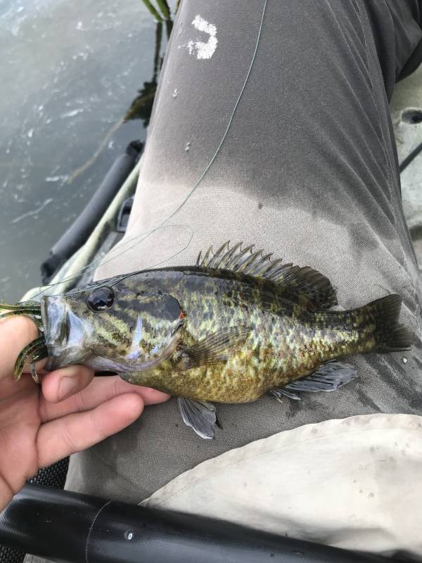 Warmouth in Guadalupe River