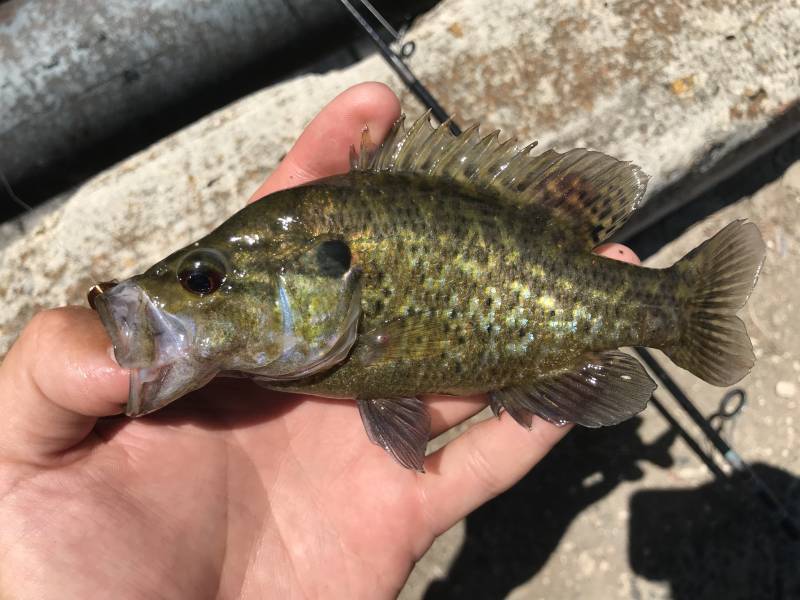 Warmouth in Grey Forest