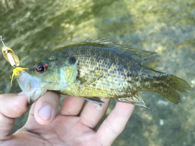 Warmouth in Grey Forest