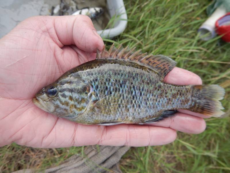 Warmouth in Robstown