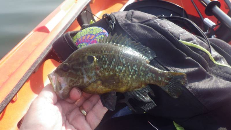 Warmouth in Wonder Lake
