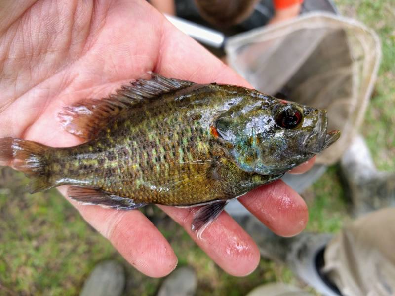 Warmouth in Louisiana