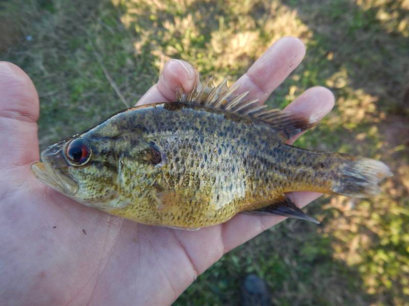 Warmouth in Palacios