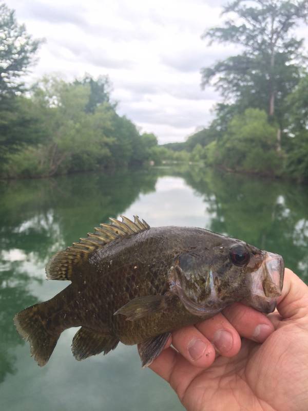 Warmouth in Boerne