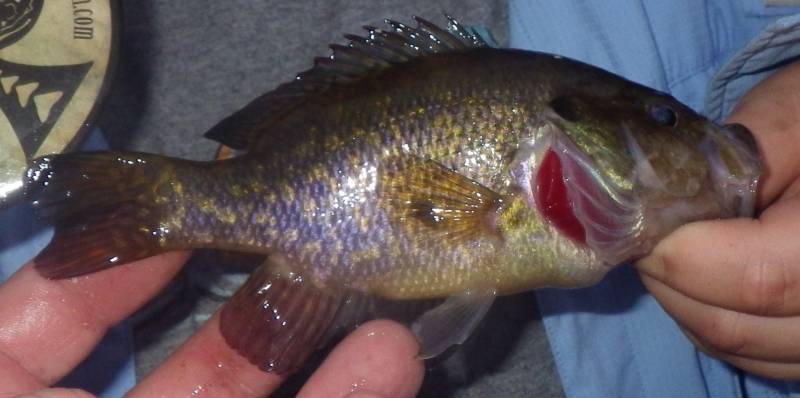 Warmouth in Illinois