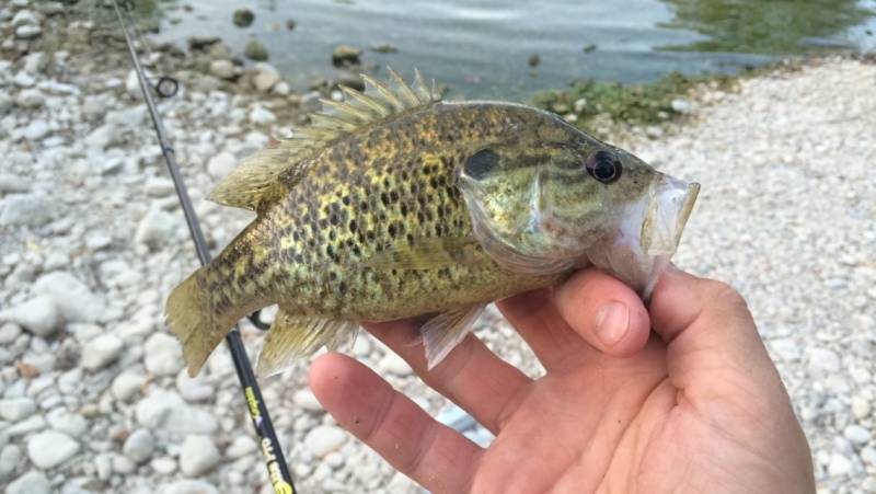 Warmouth in Boerne