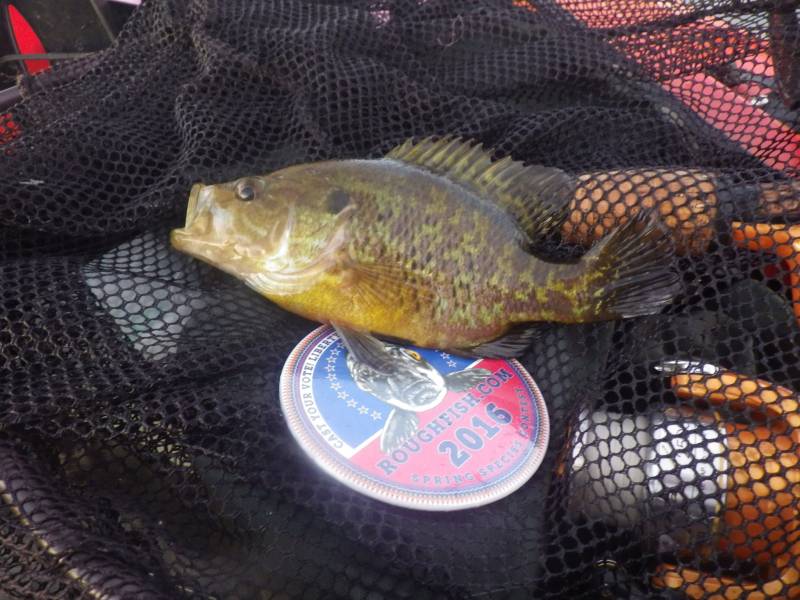 Warmouth in Wonder Lake