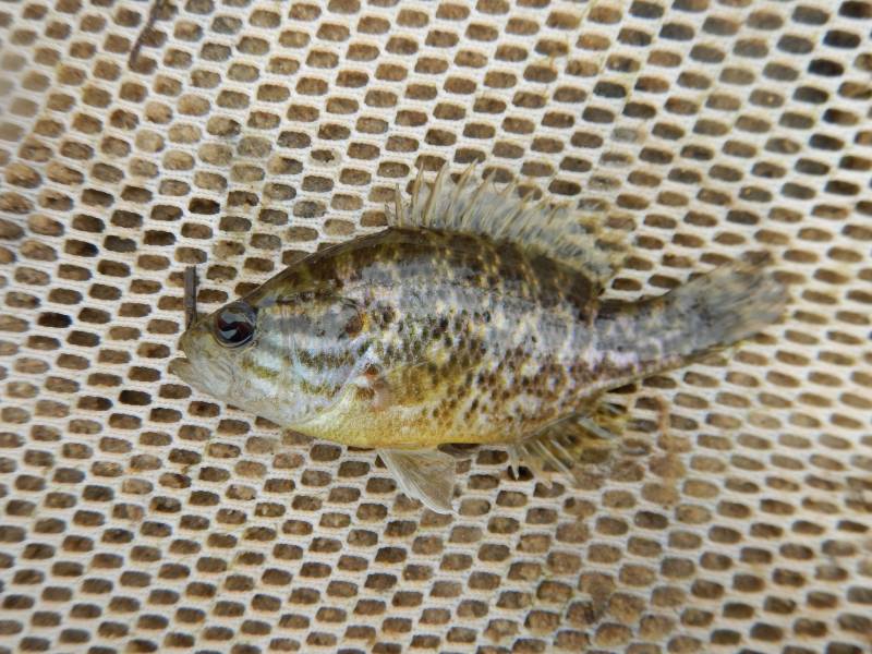 Warmouth in Canadian River