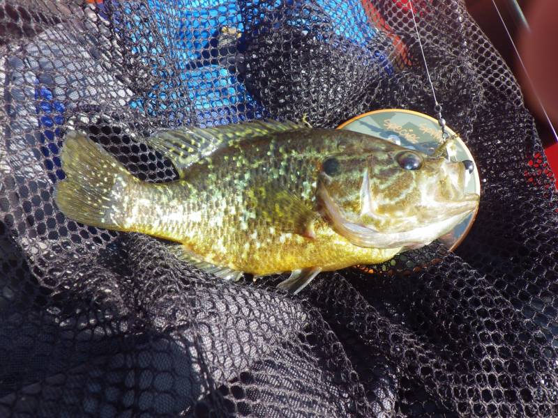 Warmouth in Wonder Lake