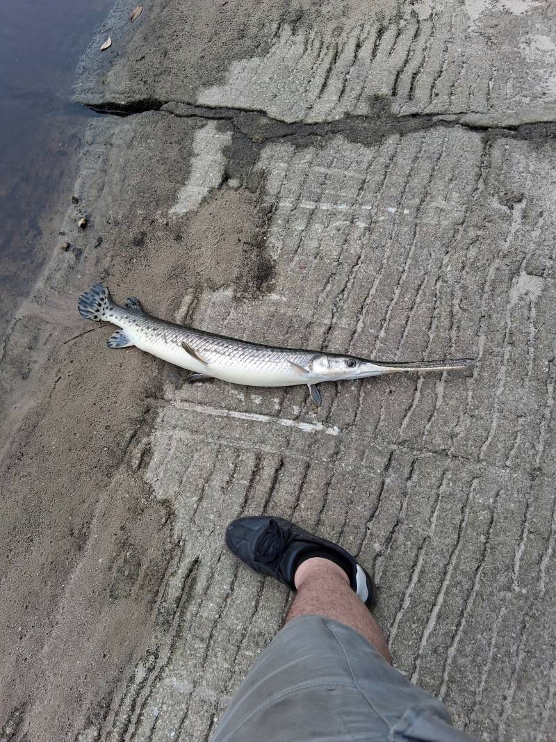 Longnose gar in United States