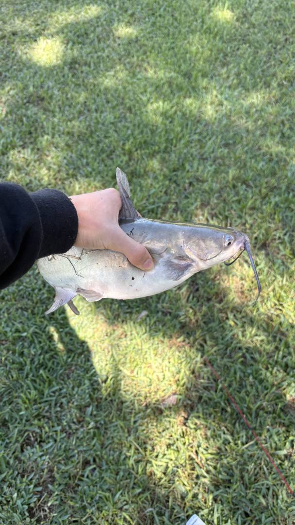 Blue catfish in Texas