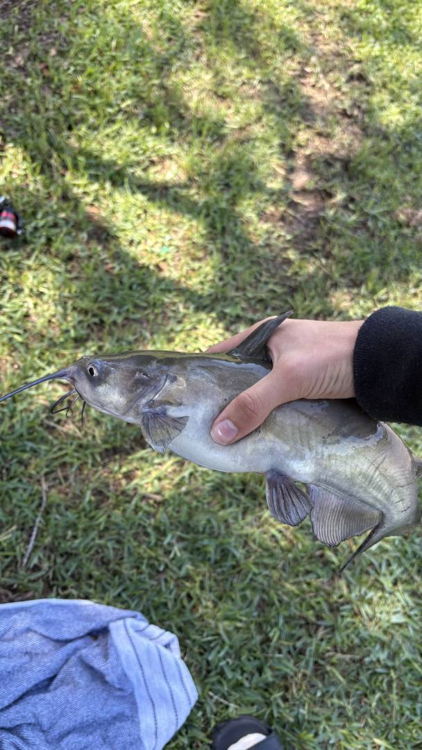 Channel catfish in Texas