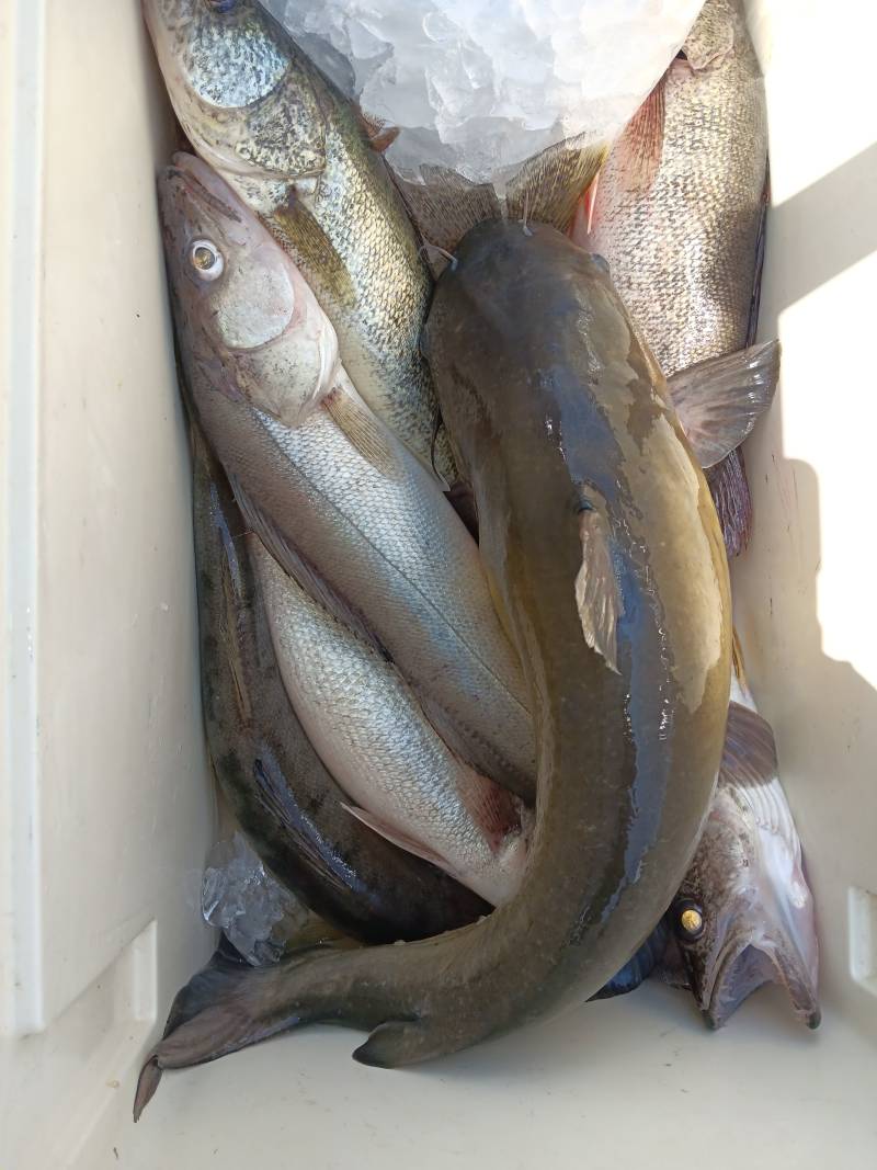 Walleye in Warrensville Heights