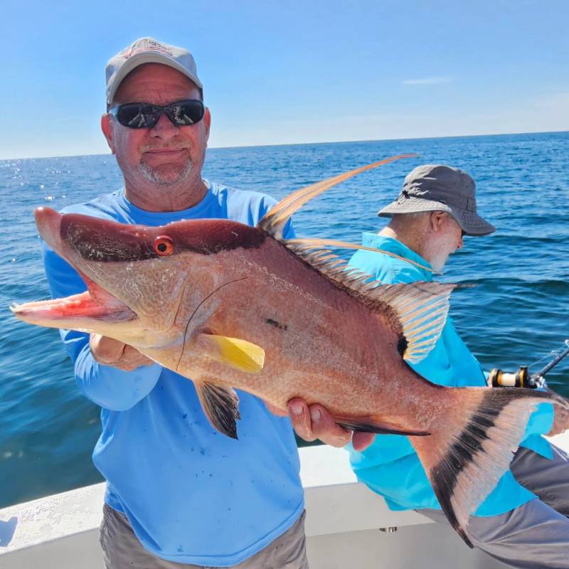 Hogfish in United States
