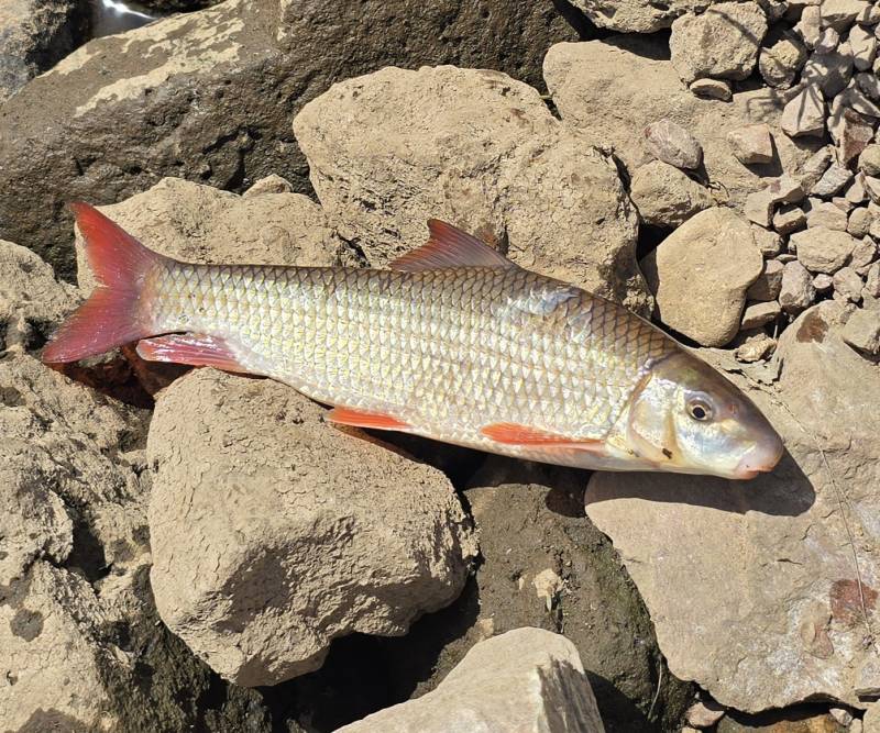 River suckerfish in United States