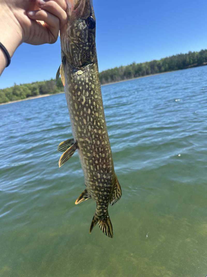Northern pike in United States