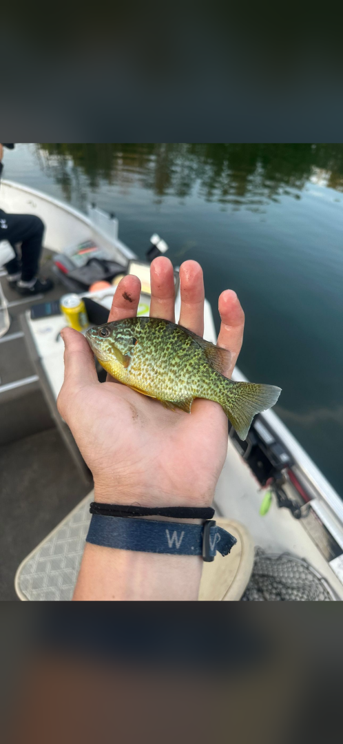 Pumpkinseed sunfish, Bluegill in Delta County