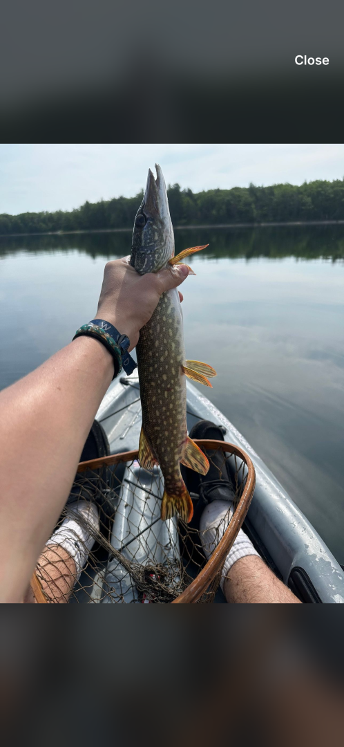 Northern pike in Delta County