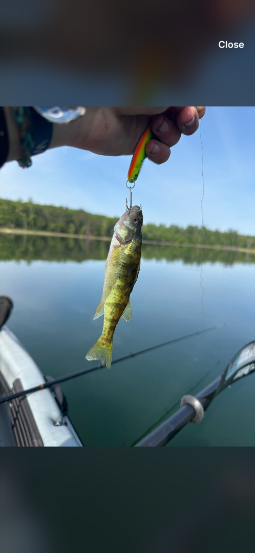 Yellow perch in Delta County