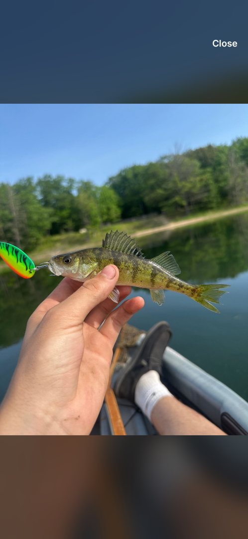 Yellow perch in Delta County