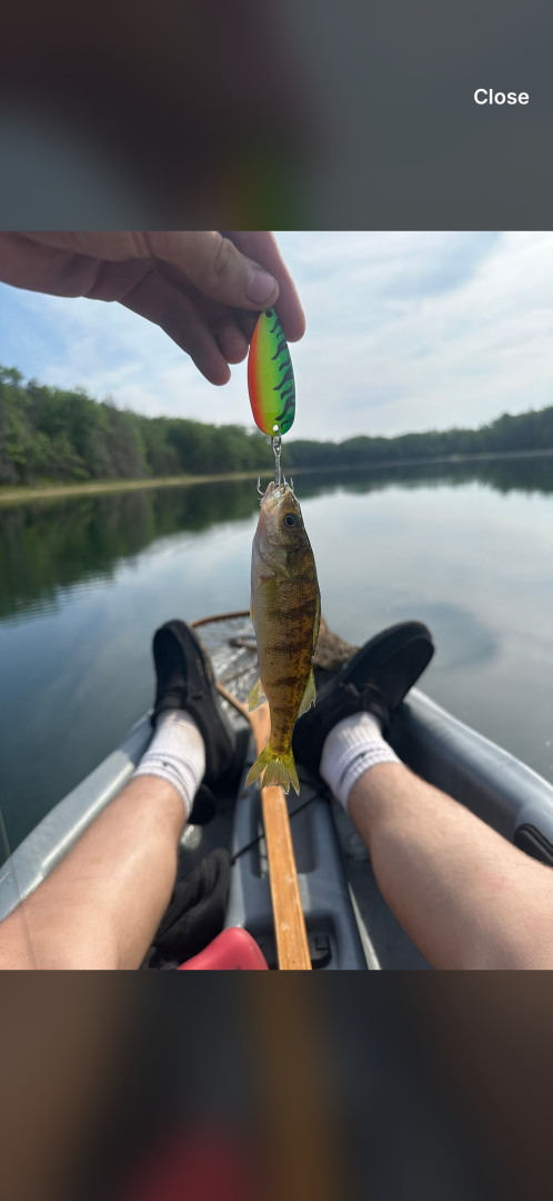 Yellow perch in Delta County
