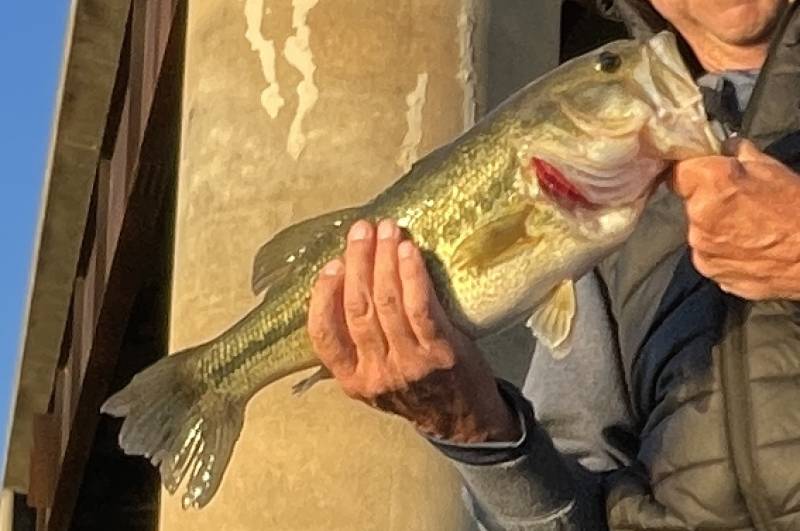 Largemouth bass in Commerce