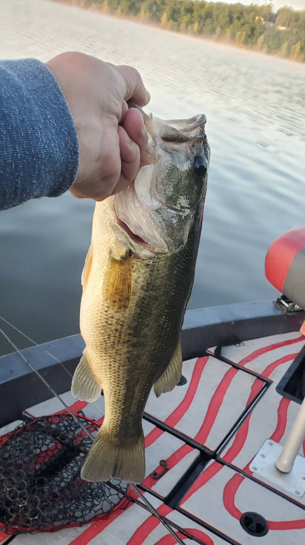 Largemouth bass in Missouri
