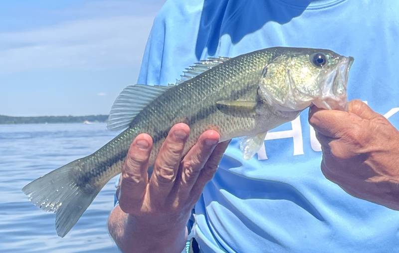 Largemouth bass in United States
