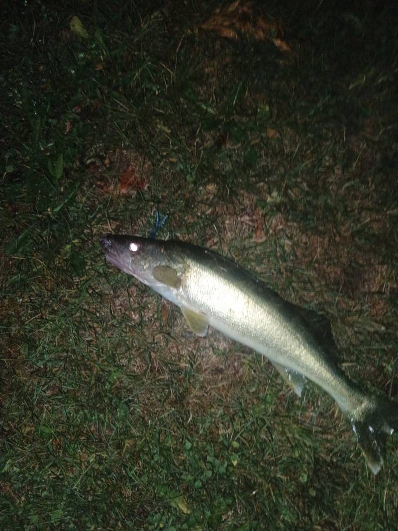 Walleye in Almont