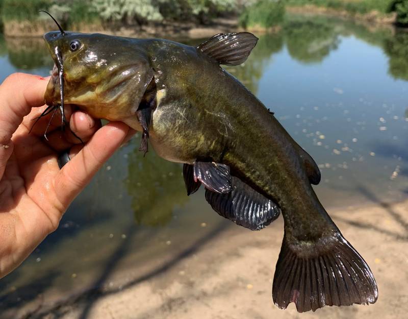 Channel catfish in Sandy