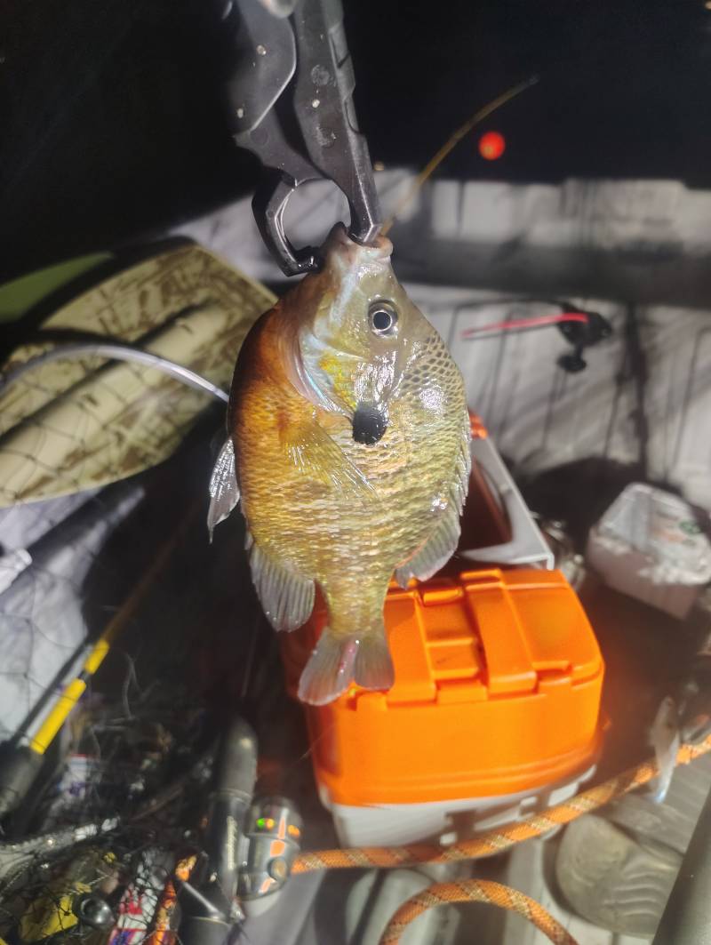Redear sunfish in Mountain Island Lake