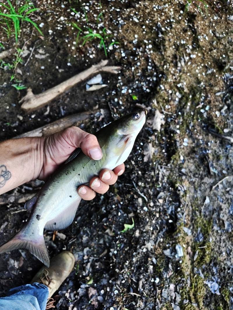 Channel catfish in Mountain Island Lake