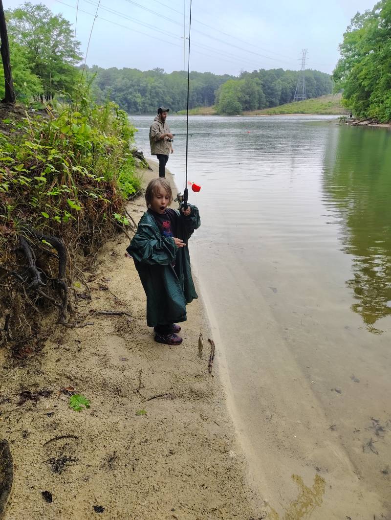 Bluegill in Mountain Island Lake