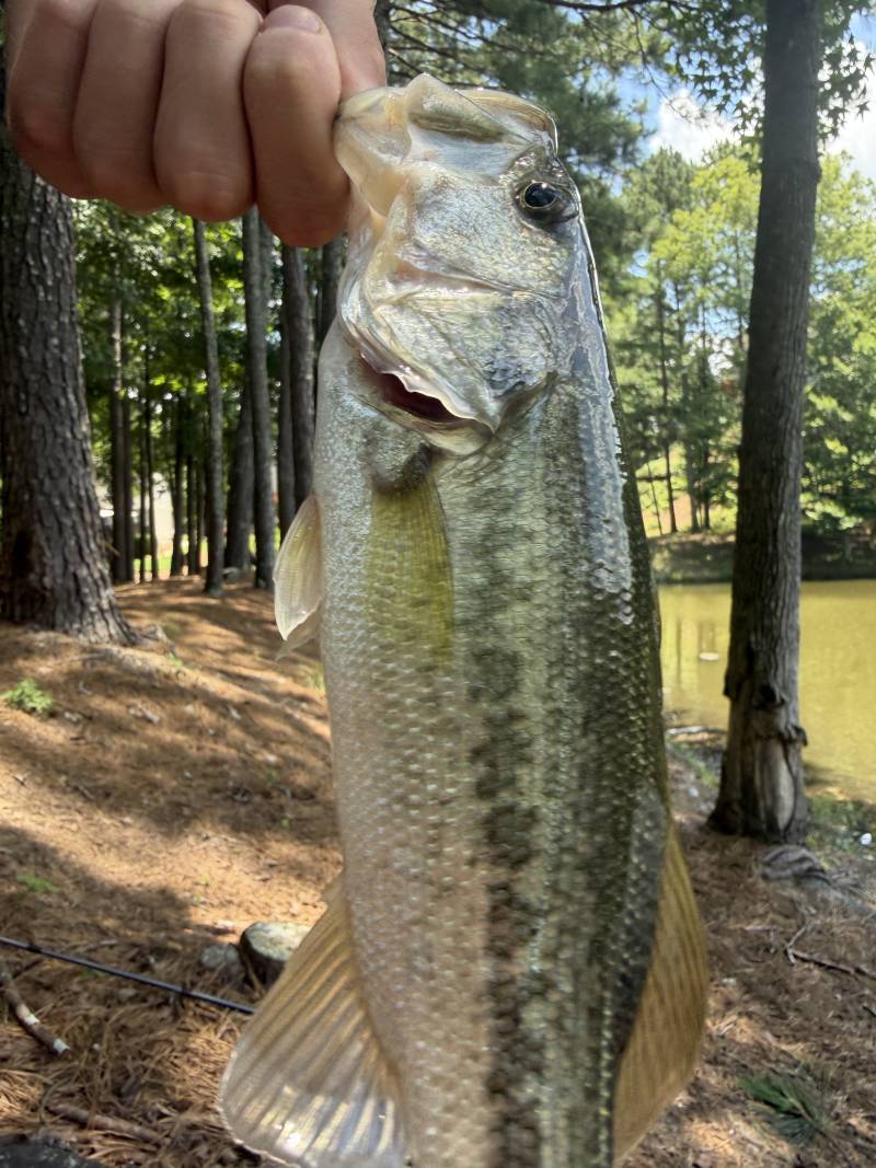 Largemouth bass in United States