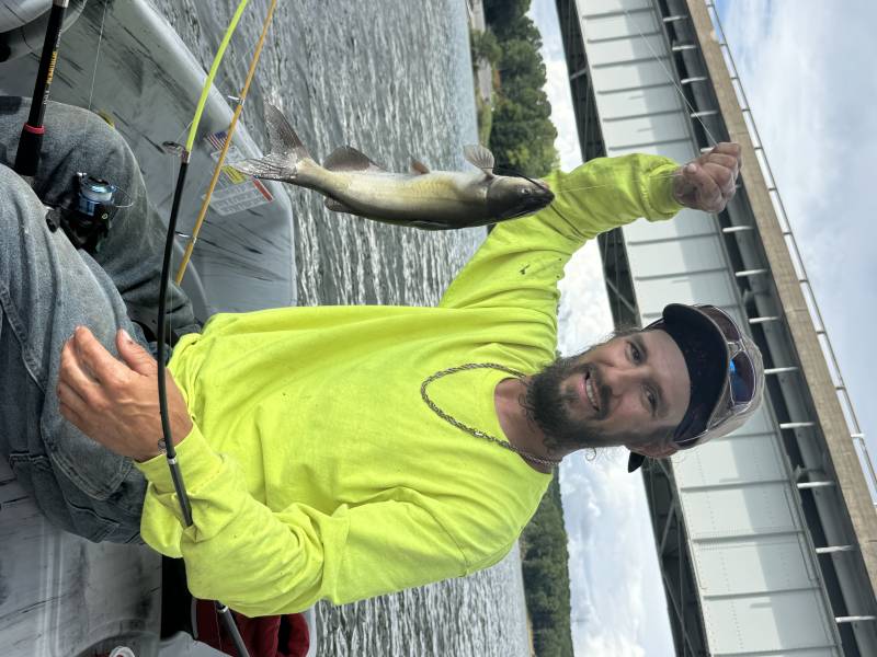 Channel catfish in Mountain Island Lake