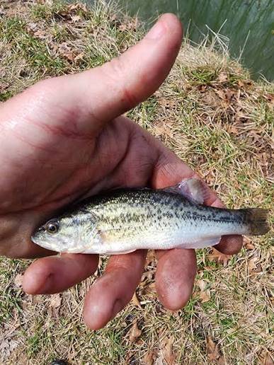 Largemouth bass in United States