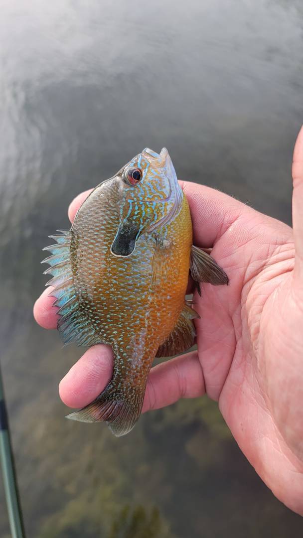 Fishing in Celeste