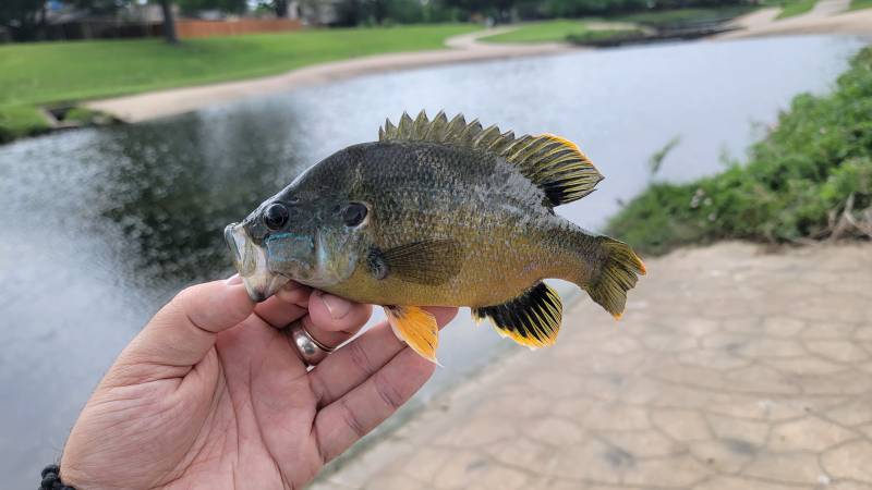 Fishing in Celeste