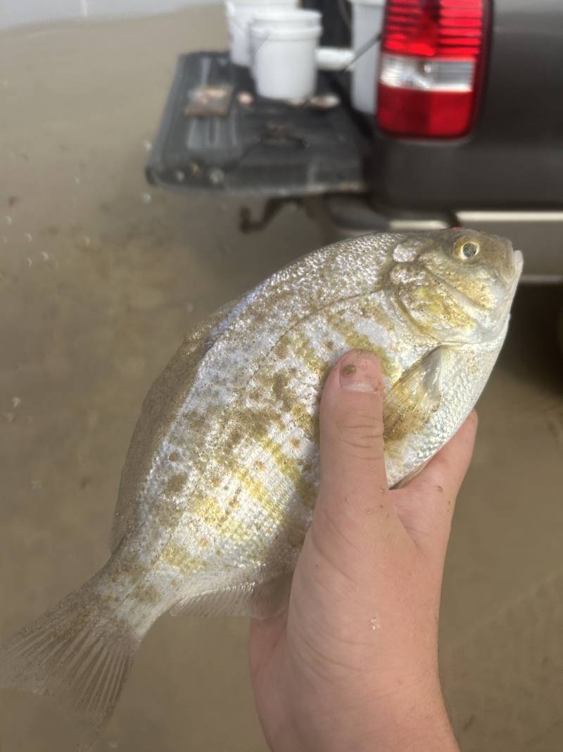 Barred surfperch in United States