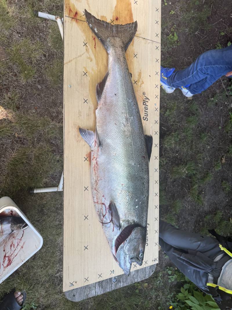 King salmon in Michigan