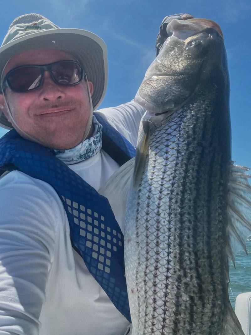 Striped bass in United States