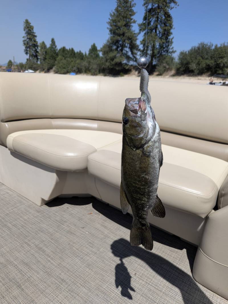 Smallmouth bass in United States