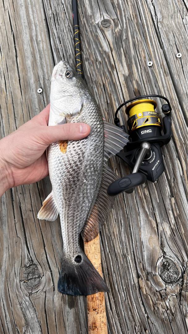Red drum  (Redfish) in United States