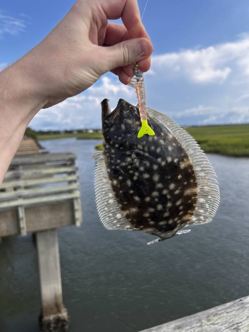 Flounder in United States