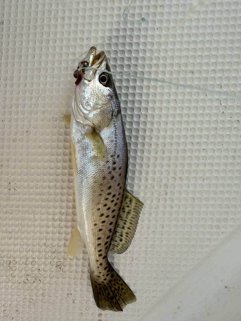 Speckled Trout in United States